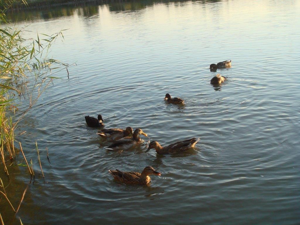 Nagykallo 2012 - 9.jpg